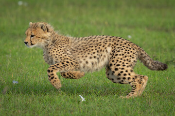 Cheetah cub runs past flowers on grassland