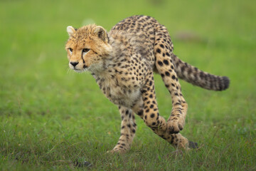 Cheetah cub runs past flower on grass