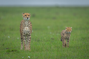 Cheetah cub passes mother standing in grassland