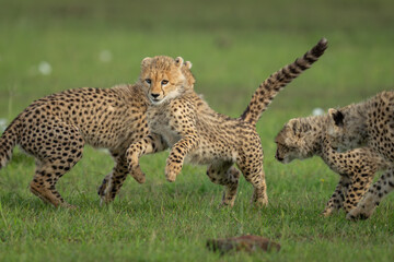 Cheetah cub runs away from three siblings