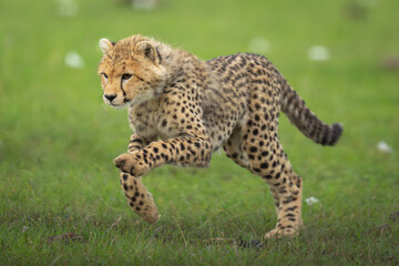 Cheetah cub runs past flowers in grass