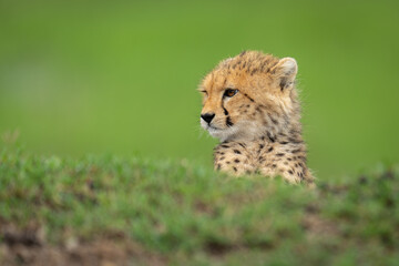 Cheetah cub lies looking over grassy bank