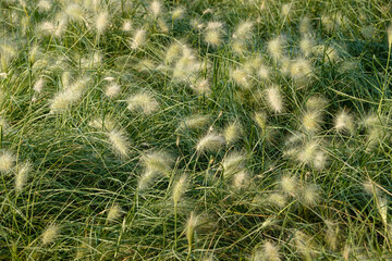 la città greca di Atene