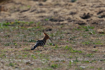 hoopoe