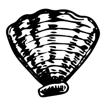 recommend clip art: Seashell hand drawn doodle. Sea mollusk shell. Crayfish shell. Coral reef. Diving in water. Vector sketch line art illustration.