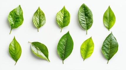 Arrangement of Fresh Green Leaves Showcasing Nature s Beauty and Tranquility