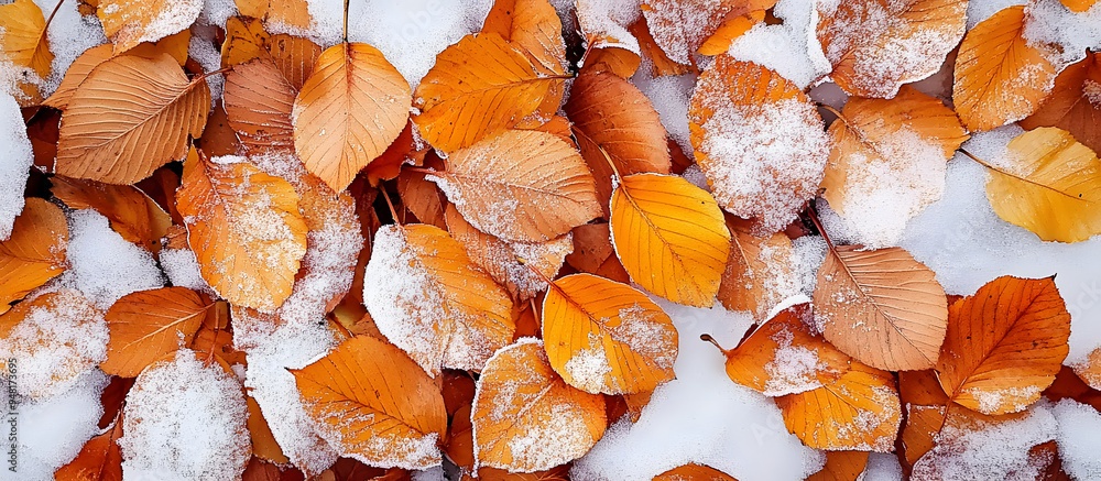 Poster yellow orange autumn beech leaves peek through the first snow creating a bright cool and leafy backg