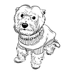 The West Highland White Terrier hand drawn sketch. Small dog. Domestic pet. Cute puppy in sweater. Animal for hunting. Dog breed bred in Scotland. Dog kennel. Vector outline line art illustration.