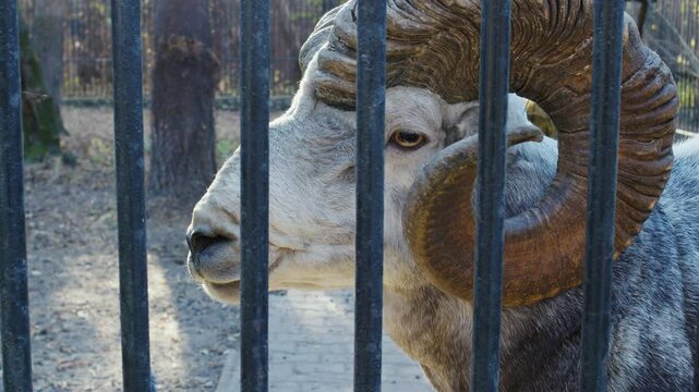 Altai argali or Ovis ammon ammon is behind fence. Head of largest sheep in world with heaviest round horns in zoo. Muzzle of cloven-hoofed mammal. Side view