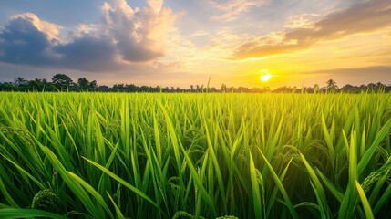 Golden Sunset Over Lush Rice Paddy Fields