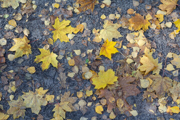 Fallen yellow variegated leaves on the ground