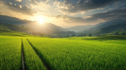 Obraz premium Rice Paddies at Sunset