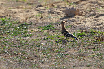 hoopoe © Thomas