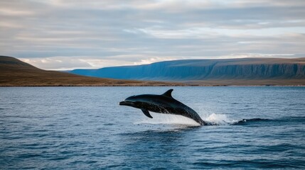 A dolphin joyfully jumps from the shimmering water, sending splashes in all directions while illuminated by warm sunlight against a backdrop of an expansive ocean