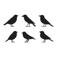 Birds Vector illustration silhouette image icon design