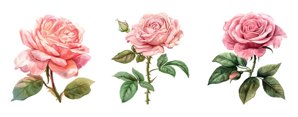 Naklejka premium Watercolor pink png clipart set. Soft pink rose flowers on an isolated background. Elements for wedding designs, invitations, etc. Rose png. Vector illustration.