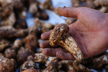 Wild Tricholoma matsutake mushroom in China