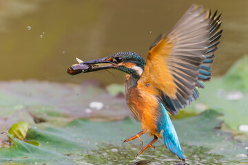  Kingfisher catching a fish and fly away