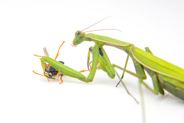 praying mantis caught a wasp for food close-up on a white background. Hunting in the world of...