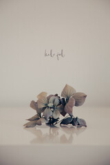 Hortensienbl&uuml;te im Sp&auml;tsommer