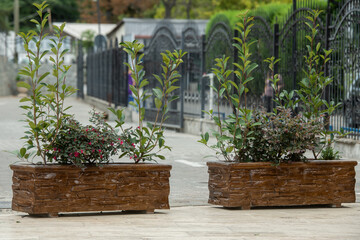 View of plants on footpath outside flower shop in city. Beautiful outdoor flowers in large planter pots on the patio. Flowers pot on the street