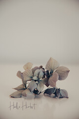 Hortensienbl&uuml;te im Sp&auml;tsommer