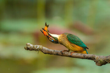 Kingfisher on a branch with a fish in the beak