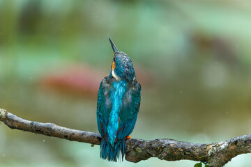 Kingfisher resting on a brach in the rain