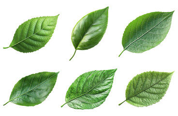 Obraz premium Green leaves in different shapes and sizes isolated on transparent background