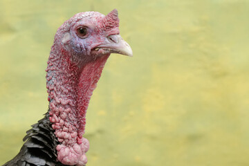 The dashing and muscular face of a male turkey. This animal commonly cultivated by humans has the scientific name Meleagris gallopavo.