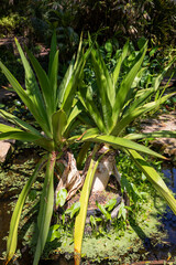 Obraz premium Jardin botanique de Blanes sur la Costa Brava en Espagne - Crine d'Asie - Crinum asiaticum