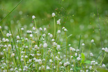 grass and flowers