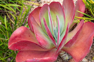 Jardin botanique de Blanes sur la Costa Brava en Espagne - Kalanchoé luciae © panosud360