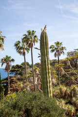 Fototapeta premium Jardin botanique de Blanes sur la Costa Brava en Espagne - Saguaro - Carnegiea gigantea