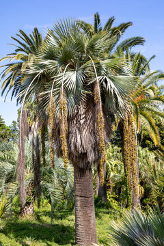 Jardin botanique de Blanes sur la Costa Brava en Espagne - Palmier bleu du Mexique - Brahea armata