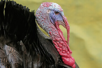 The dashing and muscular face of a male turkey. This animal commonly cultivated by humans has the scientific name Meleagris gallopavo.