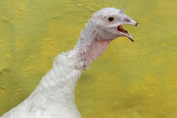 The appearance of a beautiful and elegant adult female turkey. This animal is commonly cultivated by humans with the scientific name Meleagris gallopavo.