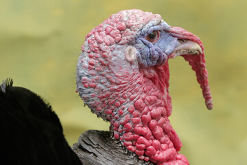 The dashing and muscular face of a male turkey. This animal commonly cultivated by humans has the scientific name Meleagris gallopavo.