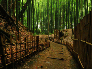 佐倉市武家屋敷道ヒヨドリ坂