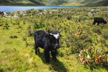 Little yaks on high altitude mountains