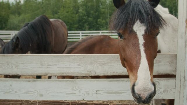 Close up of heads of three beautiful brown with white spots horses chewing crunchy straw while standing together in spacious outdoor paddock surrounded with white wooden fence on farm