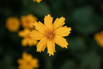 yellow flower