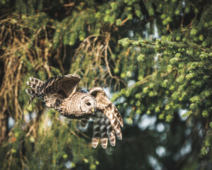 Owl flying