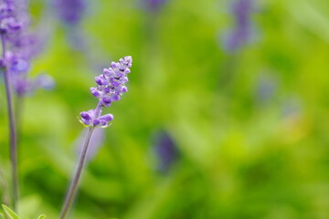 ブルーサルビア