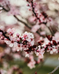 cherry blossom