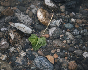 Lone leaf in the creek