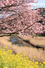 南伊豆青野川の桜と菜の花