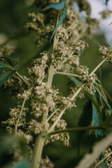 Female hemp flowers 