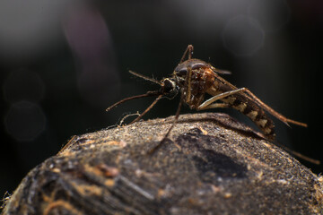 Mosquito on a purple crystal rock, closeup of photo
