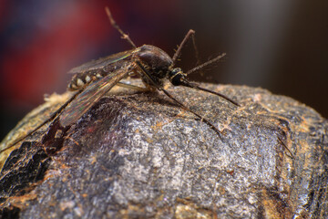 Mosquito on a purple crystal rock, closeup of photo
